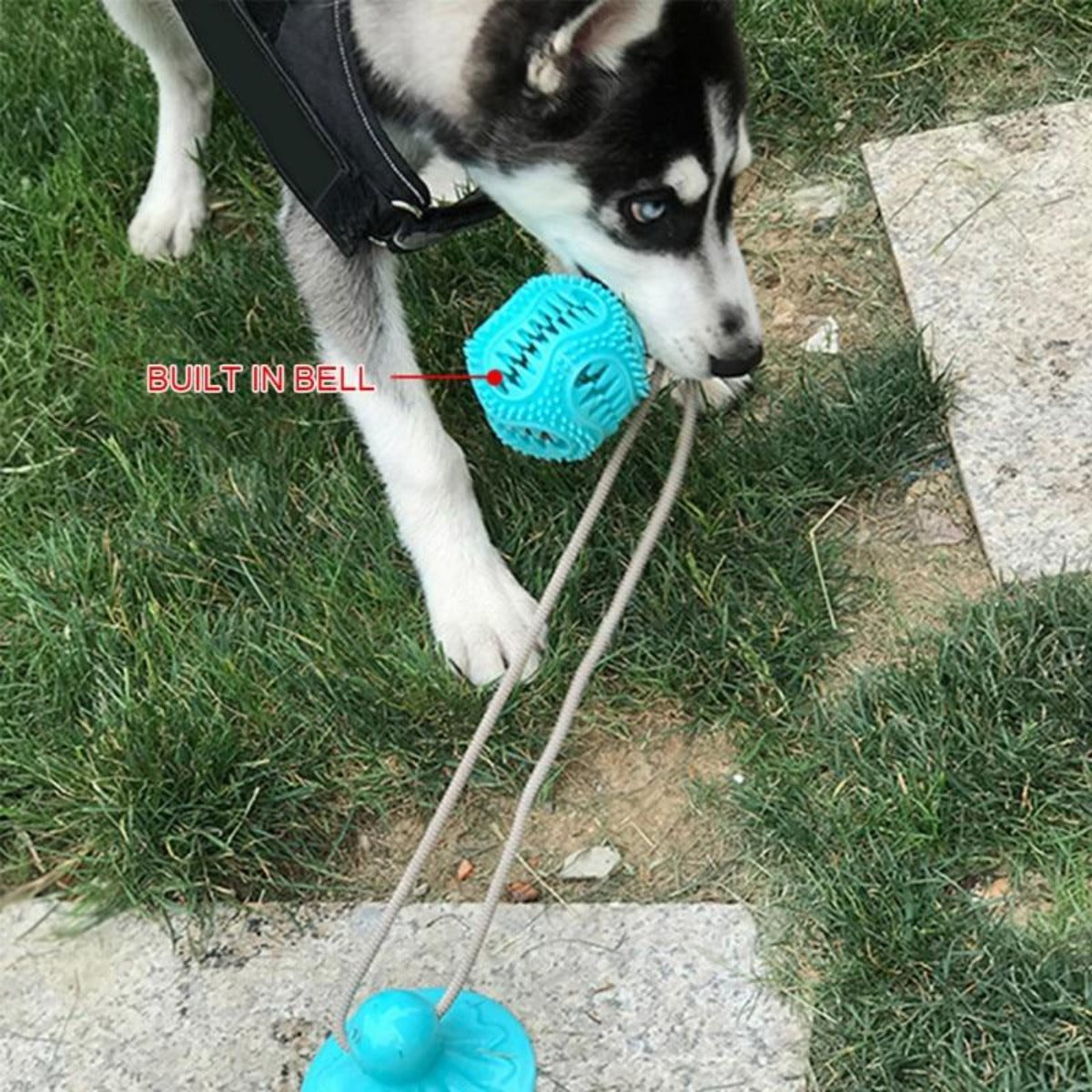 Suction Cup Dog Chew Toy