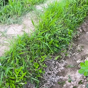 Steel Hand Rake for Planting - All-Metal Gardening Tool