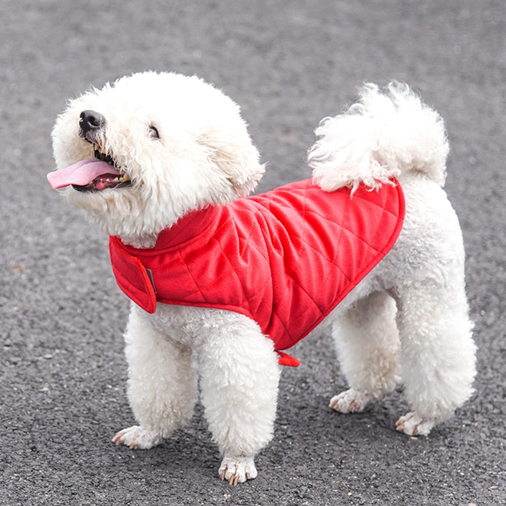 Winter Vest to Keep Dogs Cozy in Cold Weather
