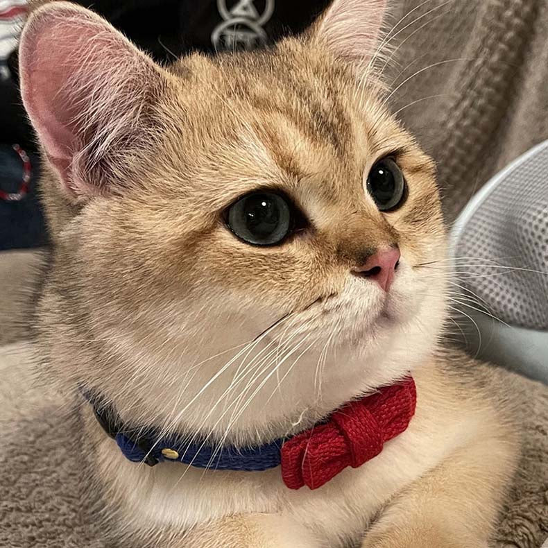 Cute Breakaway Pet Collars with Bowties