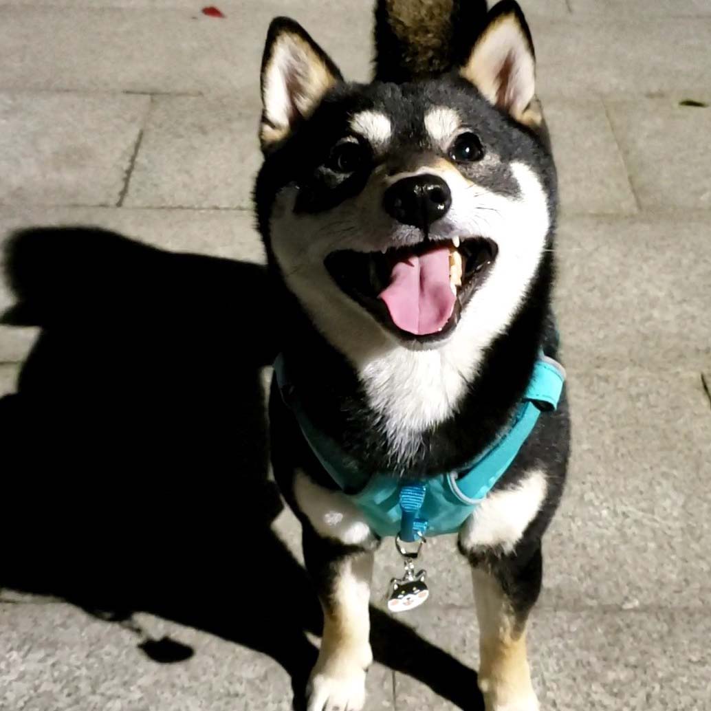 Cute Customizable Dog Face ID Tags