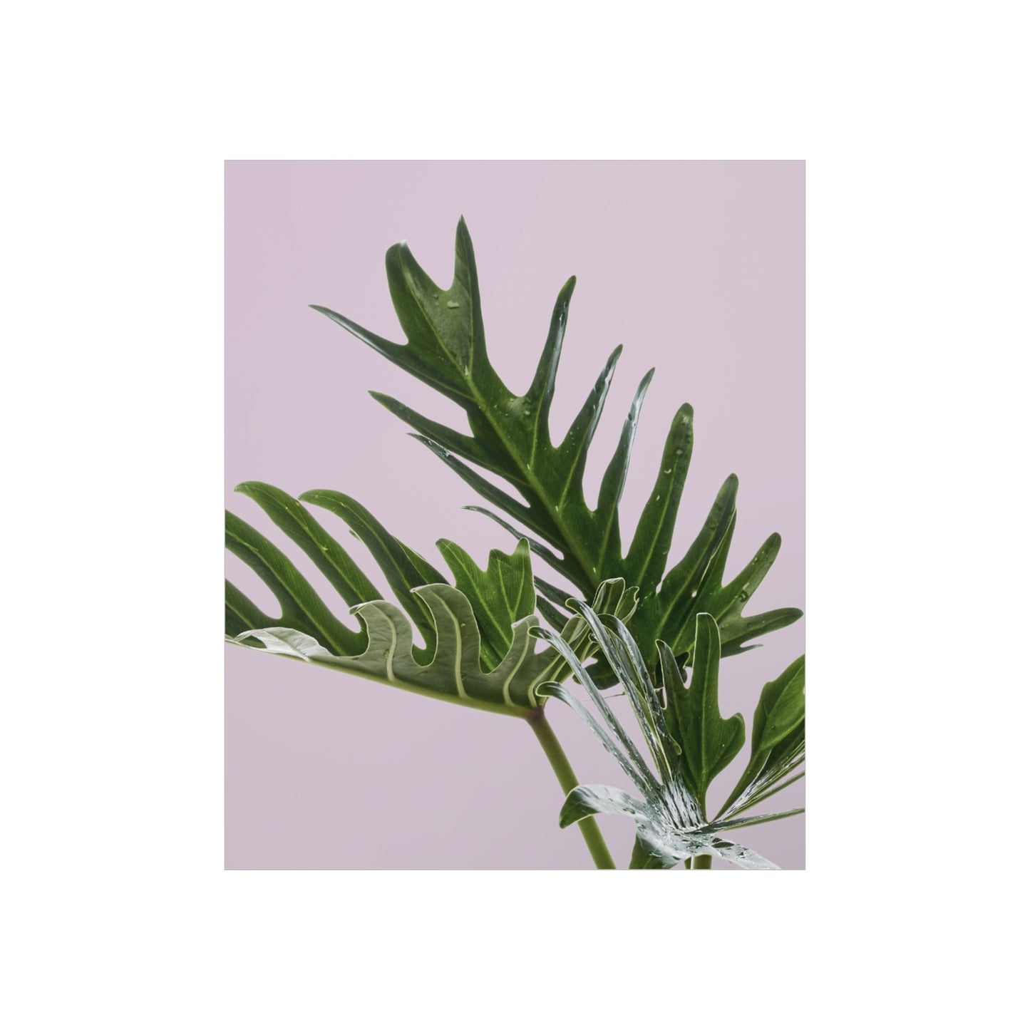 Pink Poster - Philodendron Delight