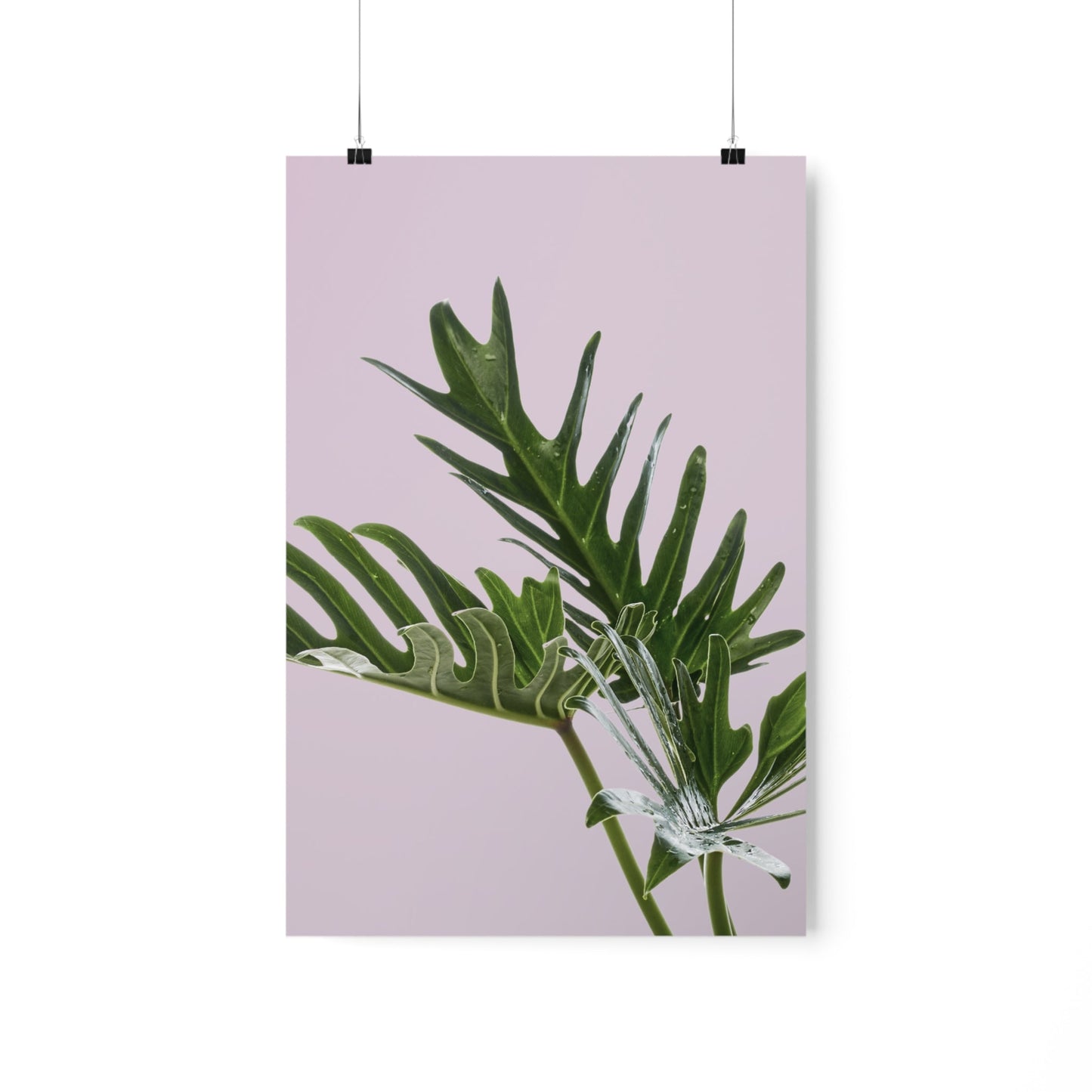 Pink Poster - Philodendron Delight
