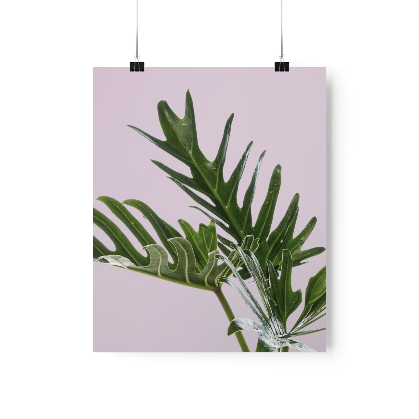 Pink Poster - Philodendron Delight