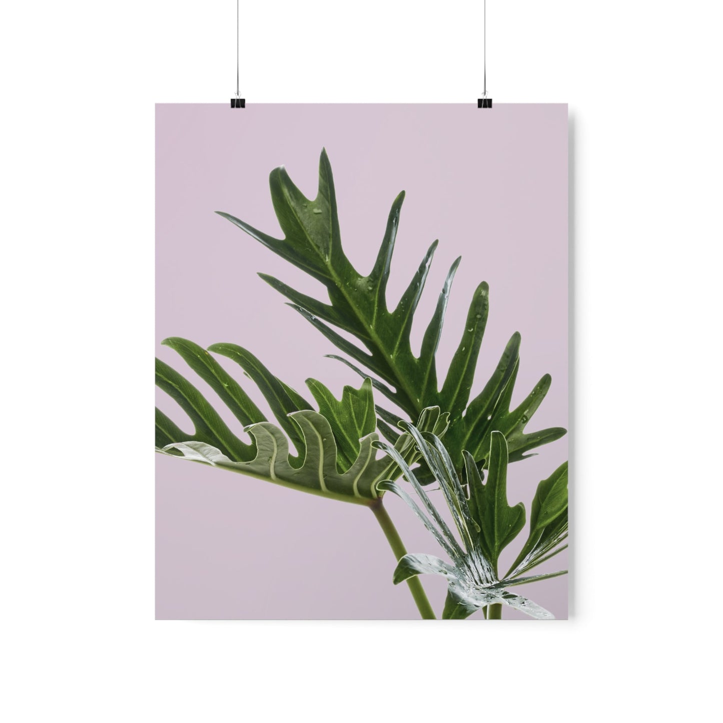 Pink Poster - Philodendron Delight
