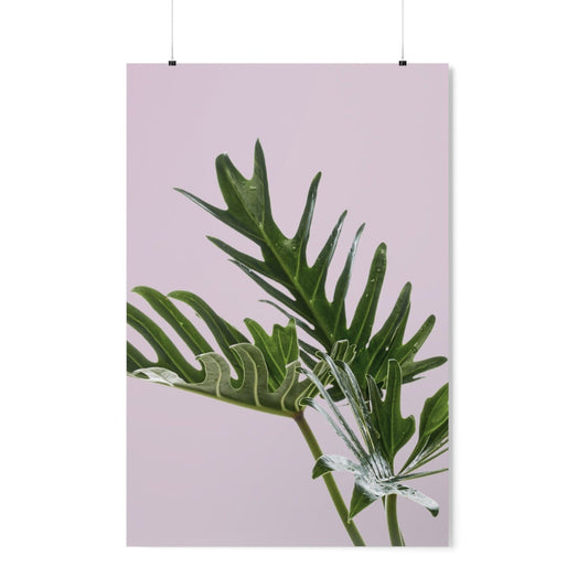 Pink Poster - Philodendron Delight