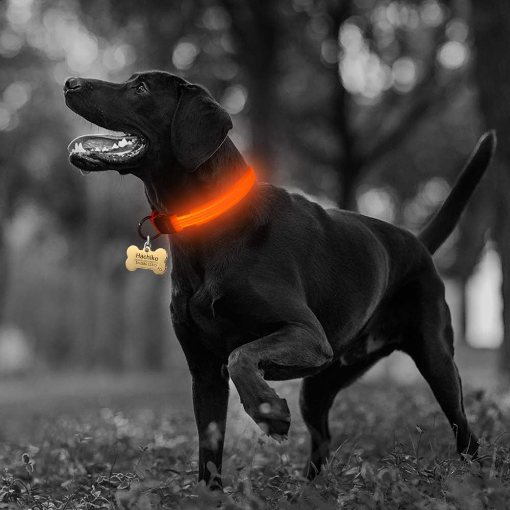 5-Piece Set of Illuminated Nylon Dog Collars