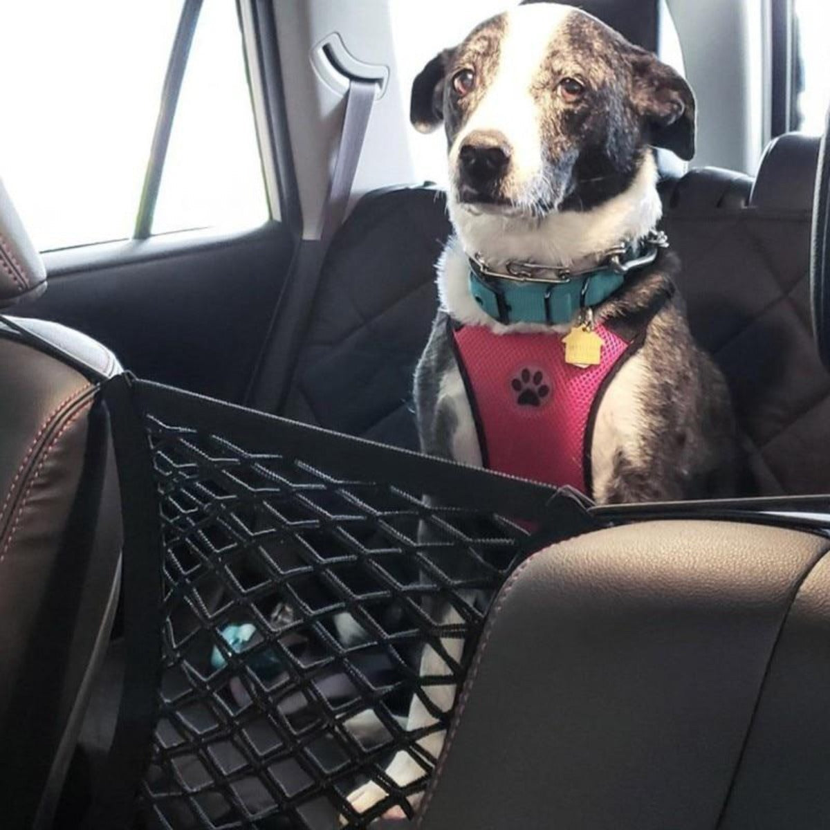 Car Pet Net Petitioner