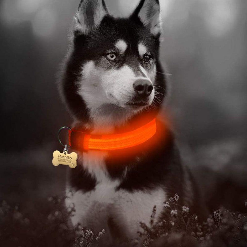 5-Piece Set of Illuminated Nylon Dog Collars