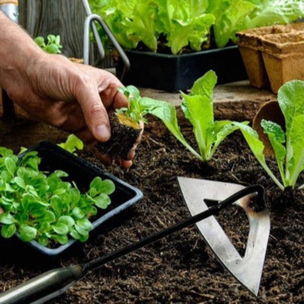 Steel Hand Rake for Planting - All-Metal Gardening Tool