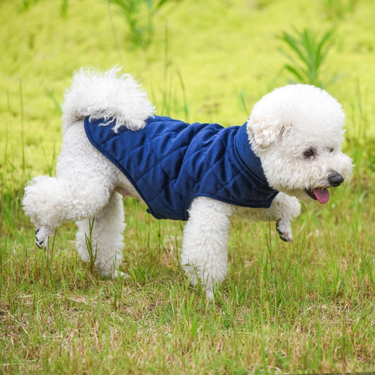 Winter Vest to Keep Dogs Cozy in Cold Weather
