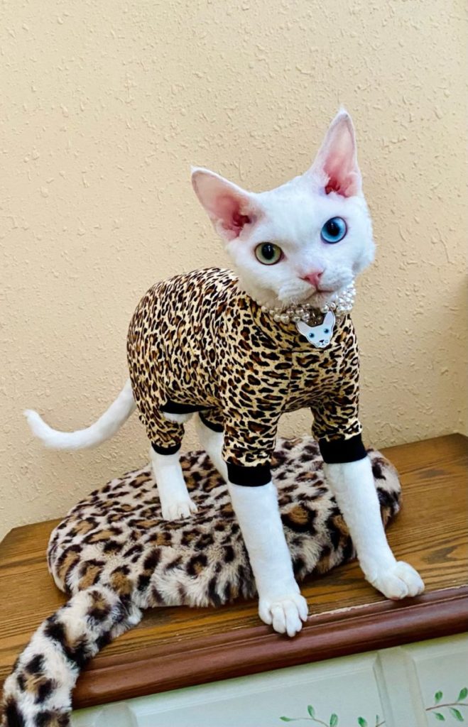 Engraved Cat ID Tags with Free Engraving