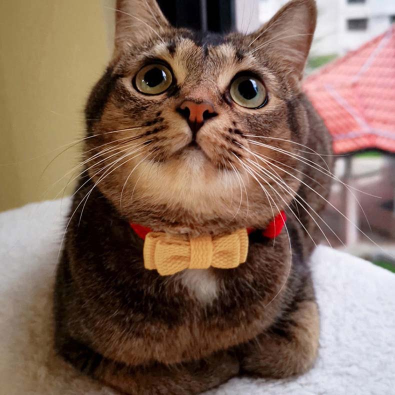 Cute Breakaway Pet Collars with Bowties