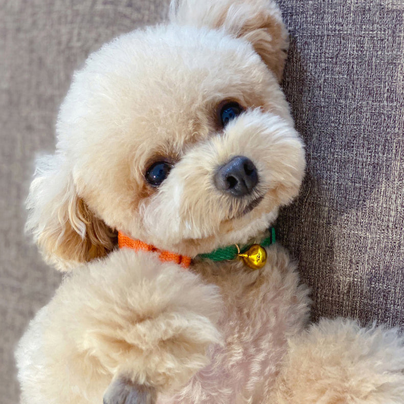 Cute Breakaway Pet Collars with Bowties