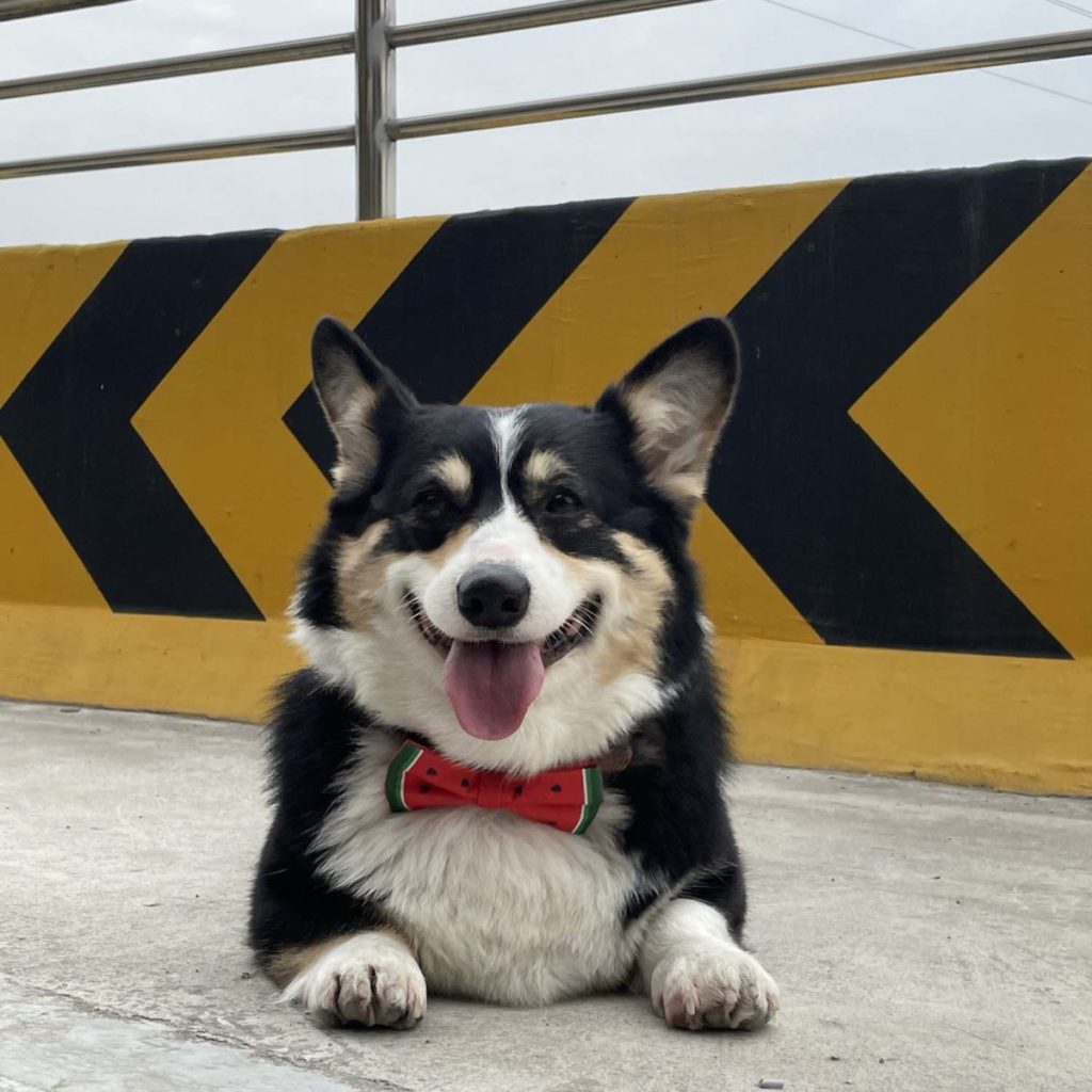 Cute Dog Bow Ties with Velvet Collar