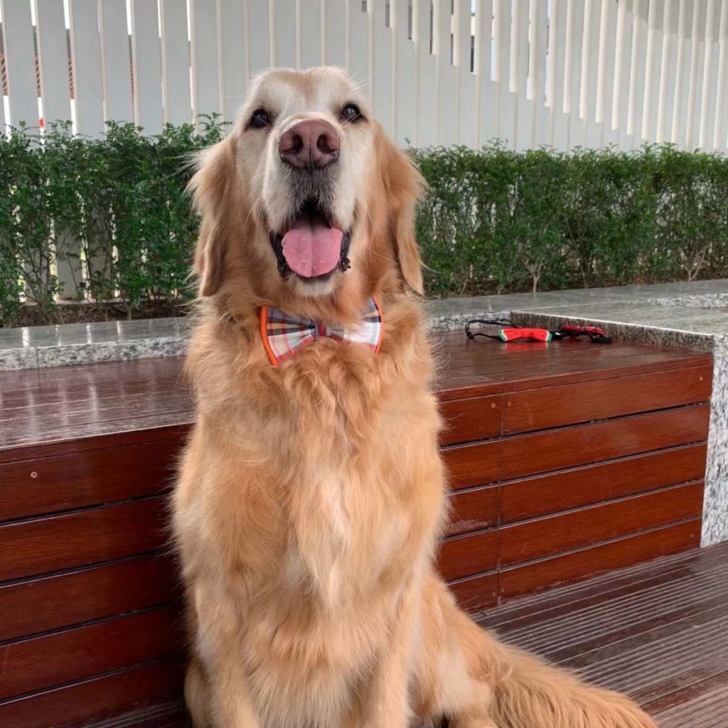 Cute Dog Bow Ties with Velvet Collar